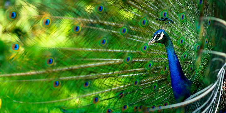 green and blue peacock, chicken, chicken, Glorified, display, HD wallpaper
