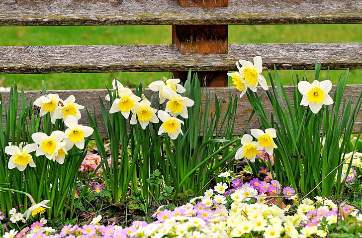 white and yellow petaled flower plants, daffodils, primroses