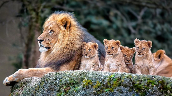 HD wallpaper: nature, animals, cats, kittens, lion, wild cat, water ...