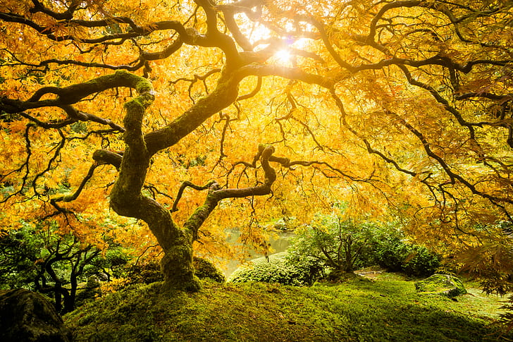 sun raise through tree during daytime, Tree of Life, creative  commons, HD wallpaper
