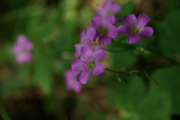nature, macro, flowers, purple flowers, flowering plant, vulnerability