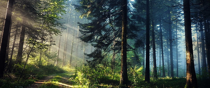 ultra-wide, photography, nature, trees, forest, sun rays, plant, HD wallpaper