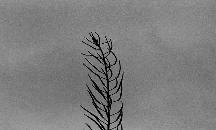 black bare tree, monochrome, branch, plants, simple background, HD wallpaper