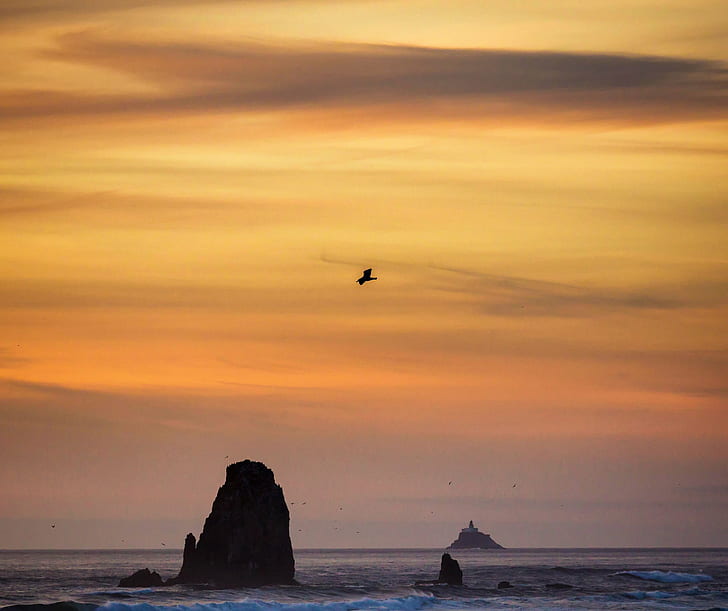 waving sea with rock formation during sunset, seagull, seagull