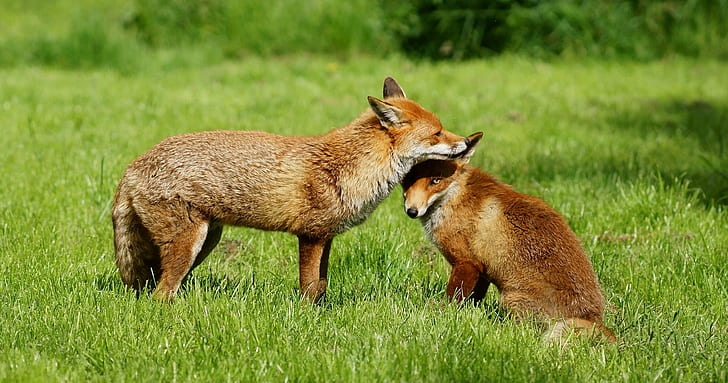 two brown fox, fox, Grooming, British  Wildlife  Centre, Newchapel  Surrey, HD wallpaper