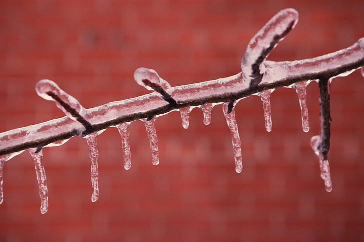 ice, red, nature, branch, close-up, cold temperature, winter, HD wallpaper