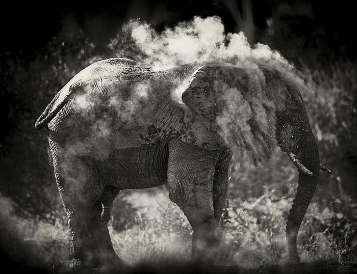Elephant, sand, photo, black and white, to clean