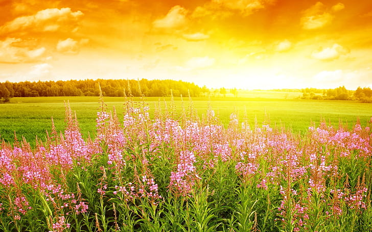 Summer Flowers, scenery, field, background, sky, HD wallpaper