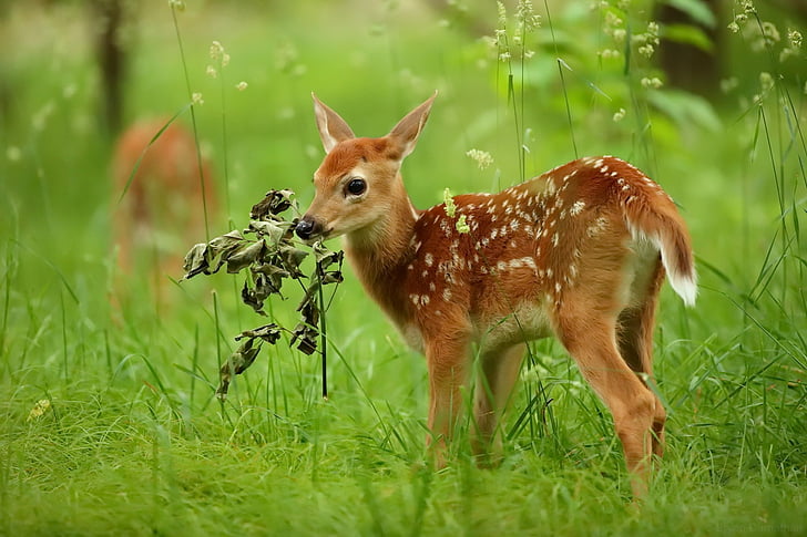 HD wallpaper: Animal, Deer, Baby Animal, Fawn, Wildlife | Wallpaper Flare