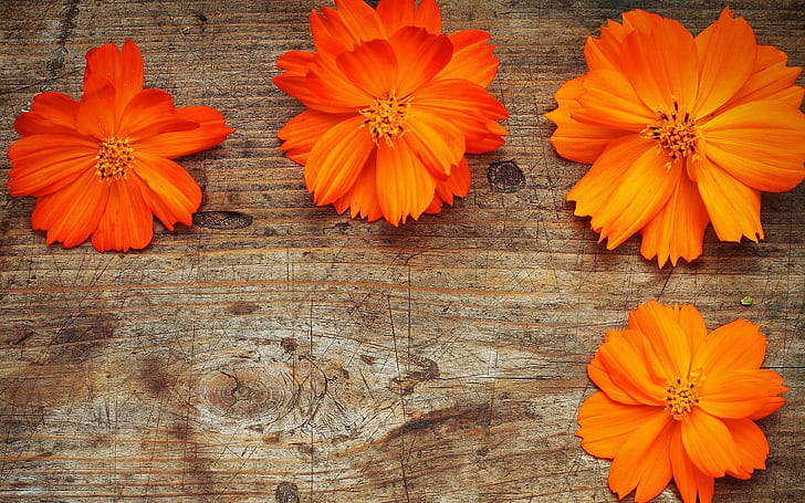 HD wallpaper: Orange Flowers Wood, nature | Wallpaper Flare