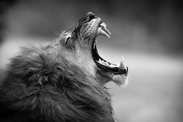 grayscale photography of adult lion, monochrome, fangs, animal, HD wallpaper