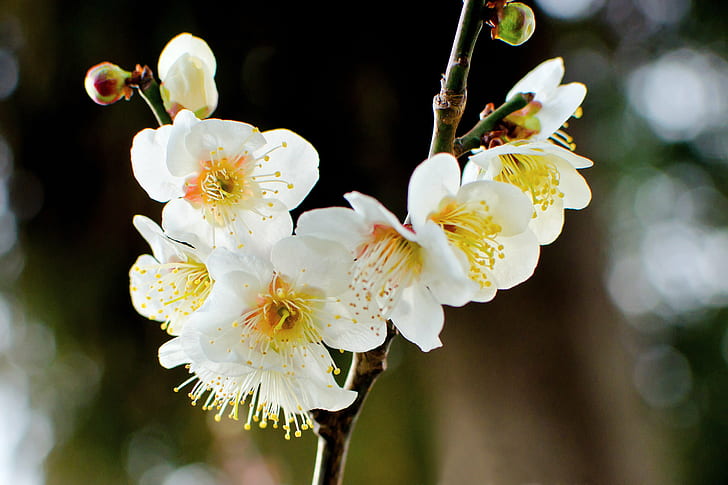close-up photo of white-petaled flowers with yellow pollens, japanese apricot, plum blossom, japanese apricot, plum blossom