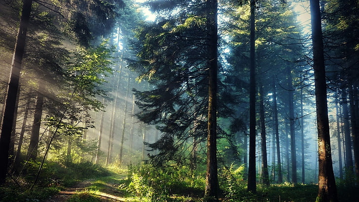 green forest, landscape photography of a forest, trees, sun rays, HD wallpaper