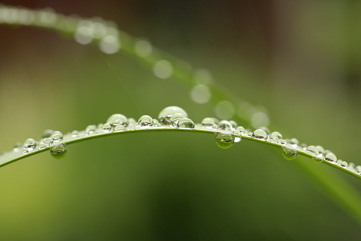 photography of water drops, Perles, de, rain  drop, nature, dew, HD wallpaper