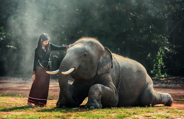 elephant, animals, Thailand, mammal, animal wildlife, vertebrate, HD wallpaper