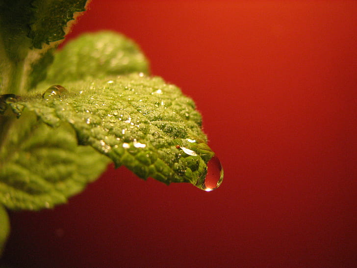 close up photo water dew on top of green leaf, Pregnant, mint  leaf