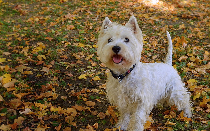 Dog, Foliage, Leaves, The West highland white Terrier, HD wallpaper