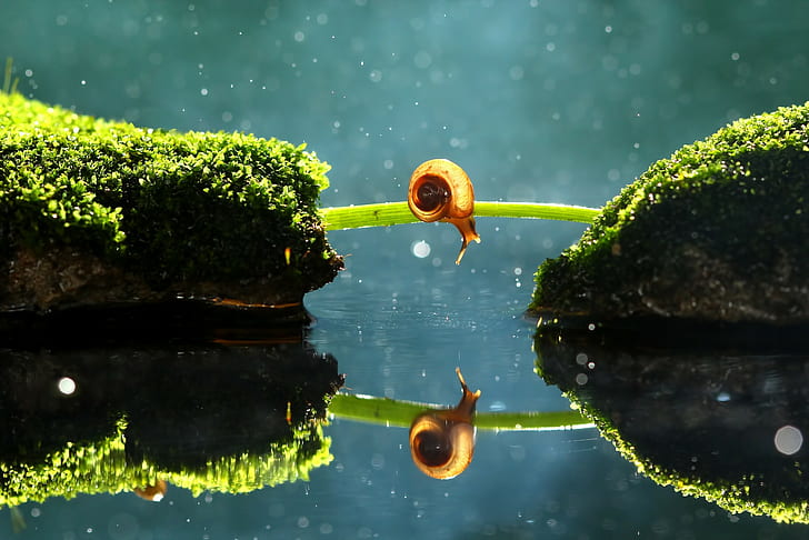alone, snail, moss, macro, reflection, depth of field, snail on moss