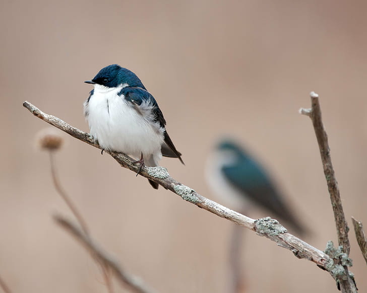 close up photo of white and blue bird on tree branch during daytime, swallows, swallows, HD wallpaper