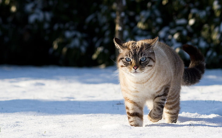 short-fur brown cat, snow, mammals, animals, winter, one animal