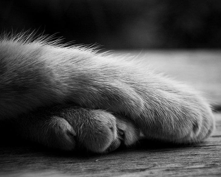 grayscale photo of animal paws, cat, monochrome, animals, one animal, HD wallpaper