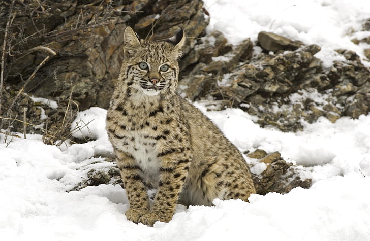 Winter Snow Bobcat, brown wild cat, Animals, cold temperature