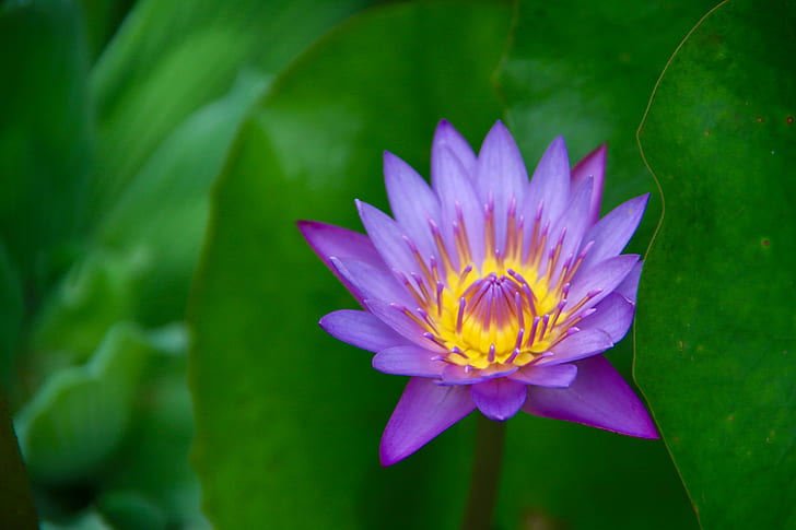 purple Lotus flower, french polynesia, french polynesia, french  polynesia