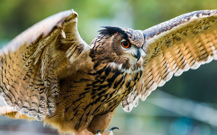 eagle-owl, owl backgrounds, bird, predator, wings, flapping, HD wallpaper