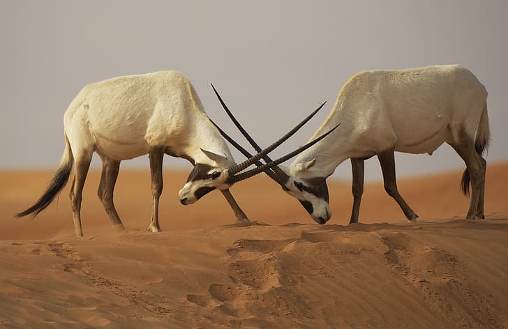 desert, the opposition, battle, fight, Sands, The Arabian Oryx (Oryx leucoryx), HD wallpaper