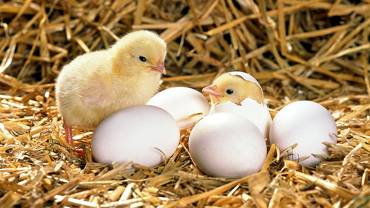 chicks and eggs, chicken, shell, hatched, hay, bird, easter, animal Egg, HD wallpaper