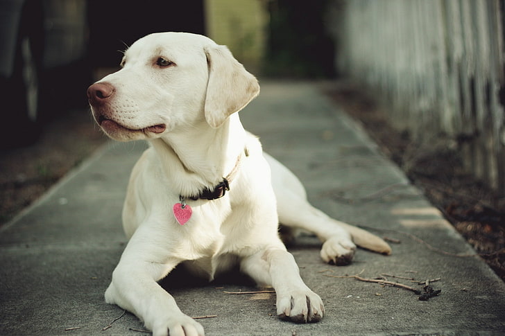 yellow Labrador retriever puppy, dog, muzzle, collar, eyes, pets