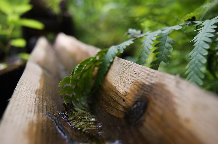 green leafed plant, nature, water, forest, leaves, close-up, wood - material