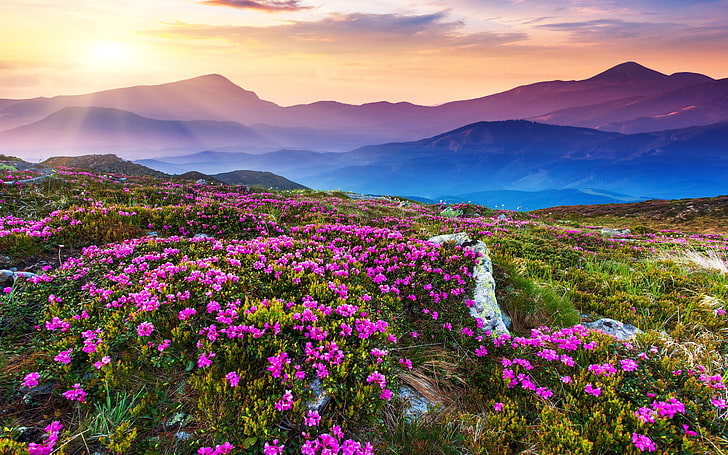 HD wallpaper: Nature Landscape Beautiful Mountain Flowers And Purple  Colored Rocks Green Grass Sun Rays Desktop Wallpaper Hd | Wallpaper Flare