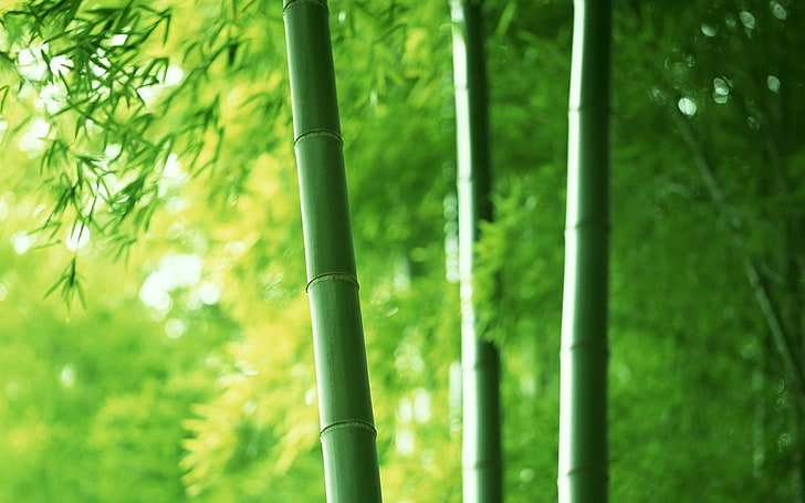 green bamboo, nature, plants, trees, photography, green color, HD wallpaper