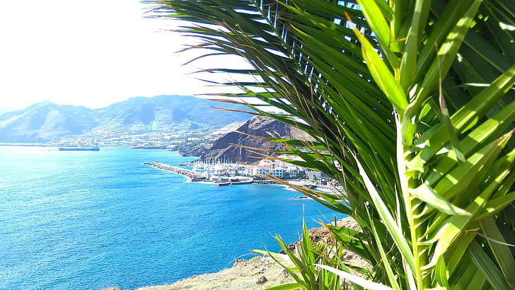 green and brown leaf plant, madeira, palm trees, landscape, sea