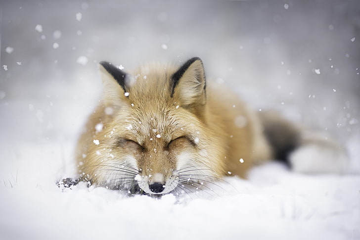 brown fox, landscape, animals, snow, winter, cold temperature
