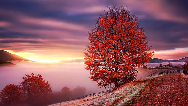 red leaves, red tree, autumn tree, autumn landscape, foggy, HD wallpaper