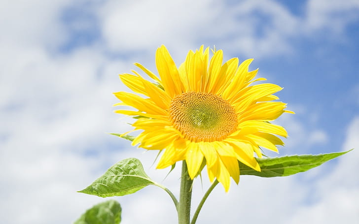 Sunflower, yellow flowers, blue sky, clouds