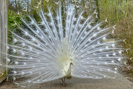 HD wallpaper: peacock, bird, animal, beautiful, tail, animals | Wallpaper  Flare