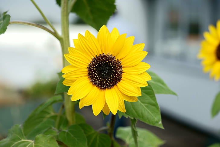 sunflower, Sony, mit, 90mm, Makro, OSS, Blumen, yellow, nature, HD wallpaper
