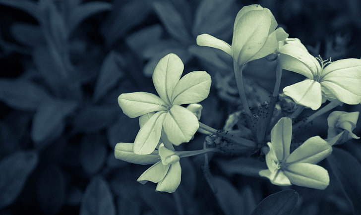 photography of beige petaled flowers, nature, macro, plants, flowering plant, HD wallpaper
