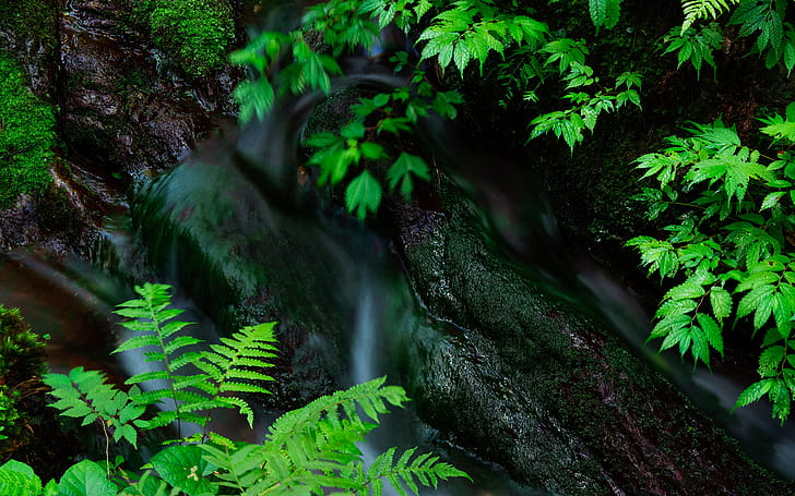 Fern Forest Stream Water Rock Stone HD, nature, HD wallpaper