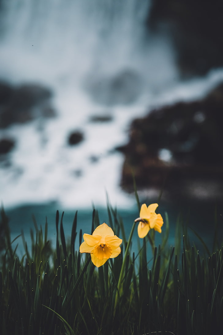 daffodils, flowers, grass, blur, plant, yellow, flowering plant, HD wallpaper