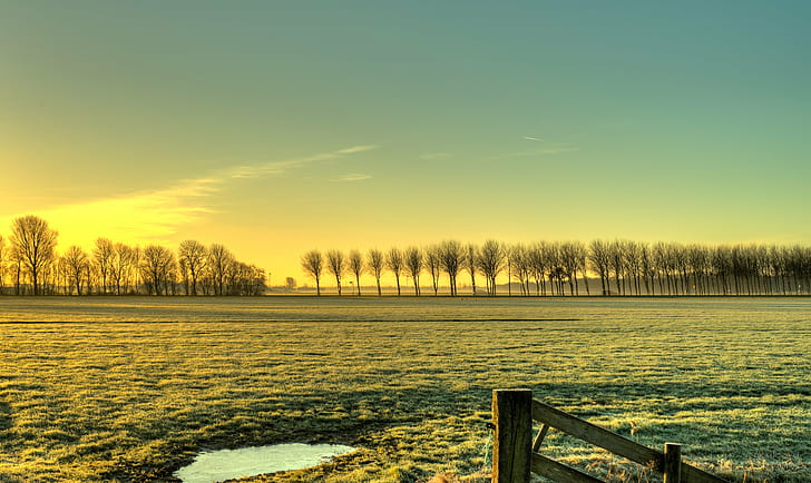 bare trees during sunset, platoon, waiting in line, HDR, Nederland, HD wallpaper