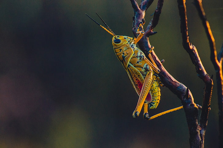 green grasshopper, insect, branches, nature, animal, wildlife, HD wallpaper