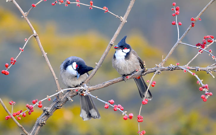 Birds in Nanhaizi Park, two brown and black bird, Now, tree, branches, HD wallpaper