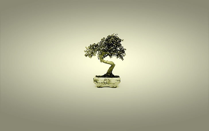 green bonsai plant, tree, Japan, minimalism, nature, environment, HD wallpaper
