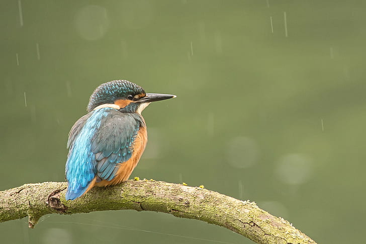 selective focus of  blue King fisher on branch, kingfisher, kingfisher, HD wallpaper
