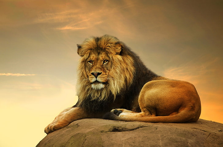 lion 4k  beautiful, animal wildlife, mammal, lion - feline, HD wallpaper
