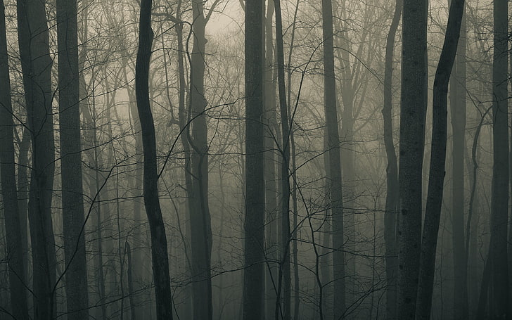landscape photo of forest with fogs, nature, muted, trees, branch